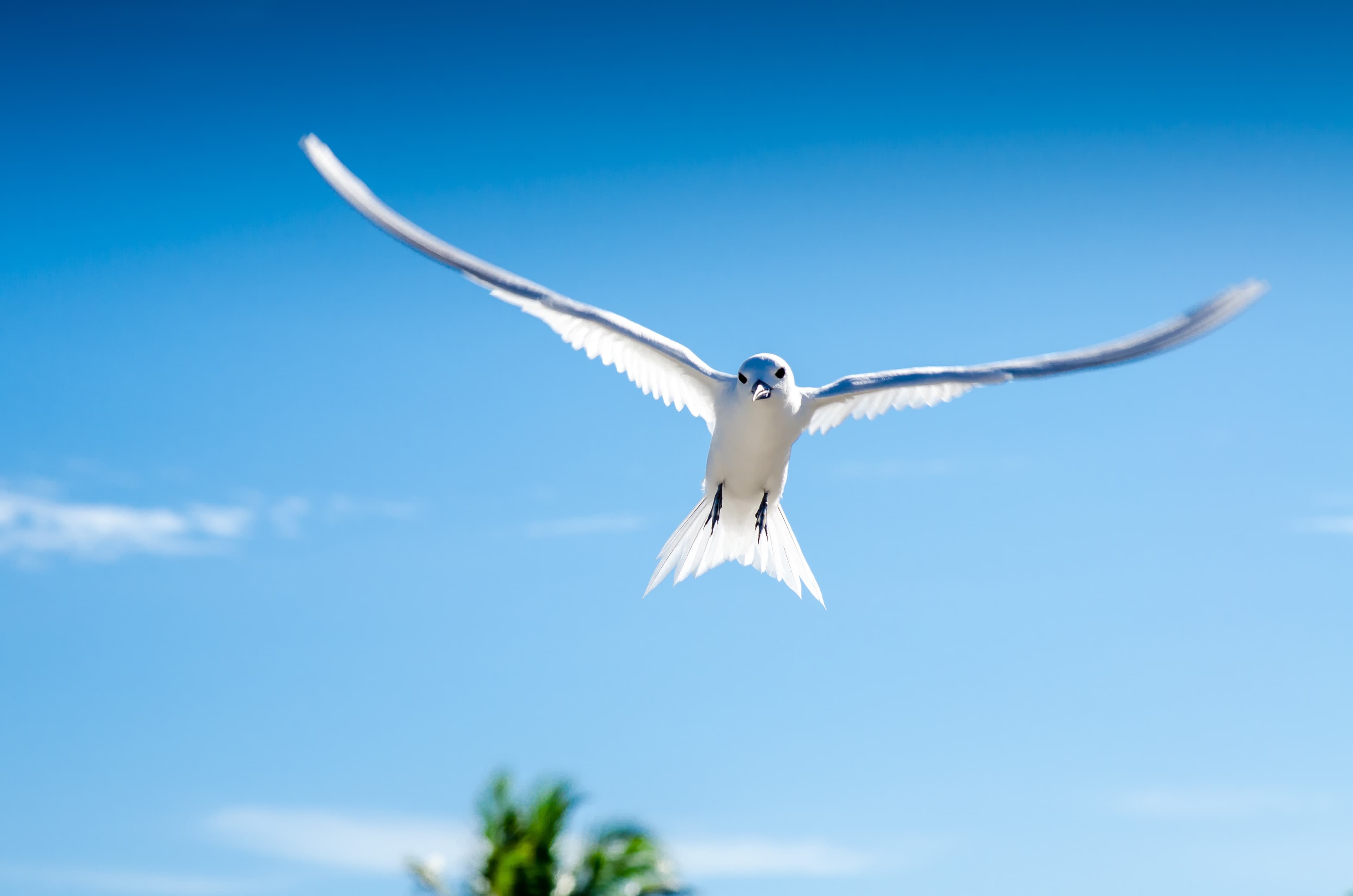 A White Tern in flight over Addu — a bird found only here.